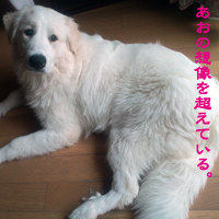 ԥ͡  ֤ĶƤ롣״7